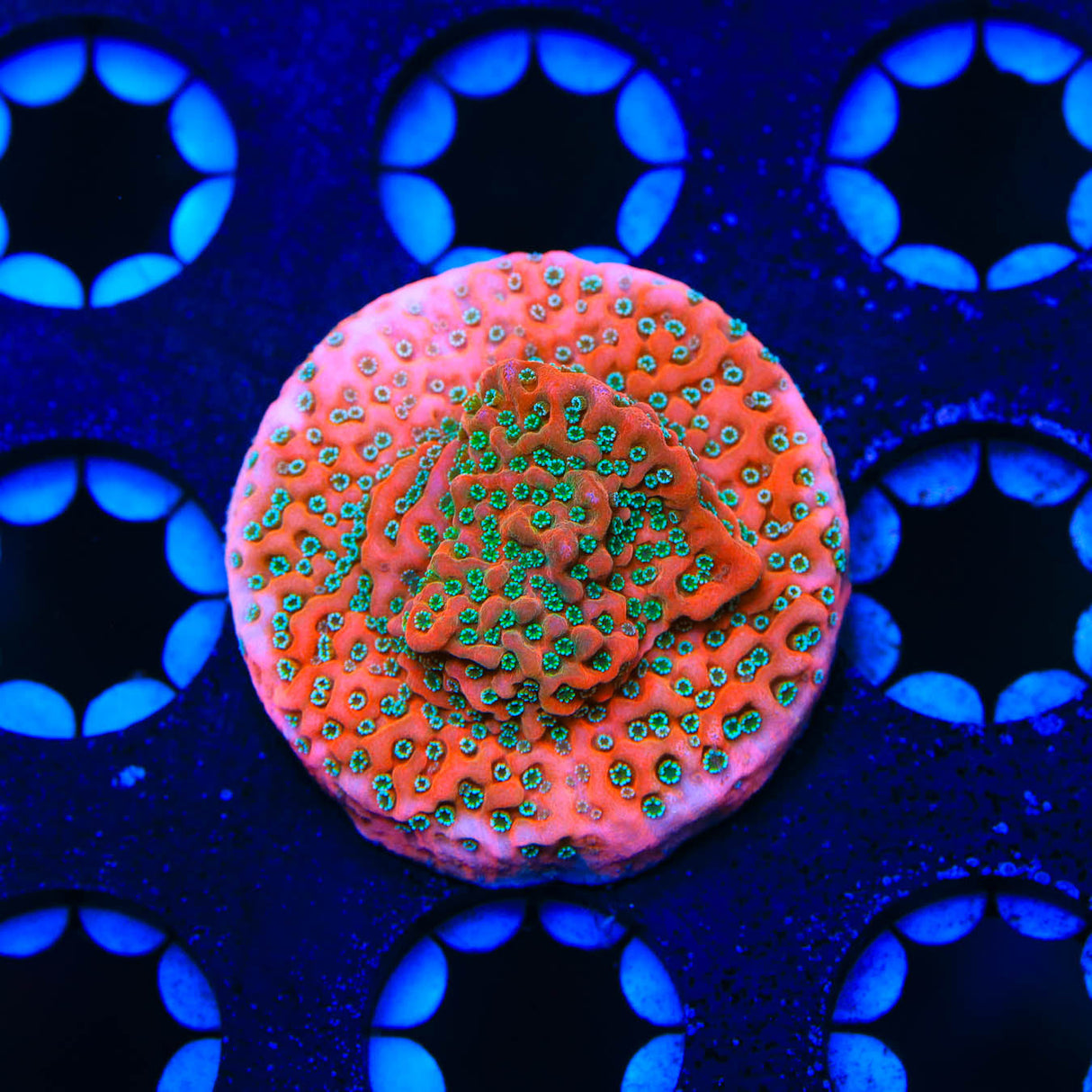 TSA Apple Jacks Montipora Coral