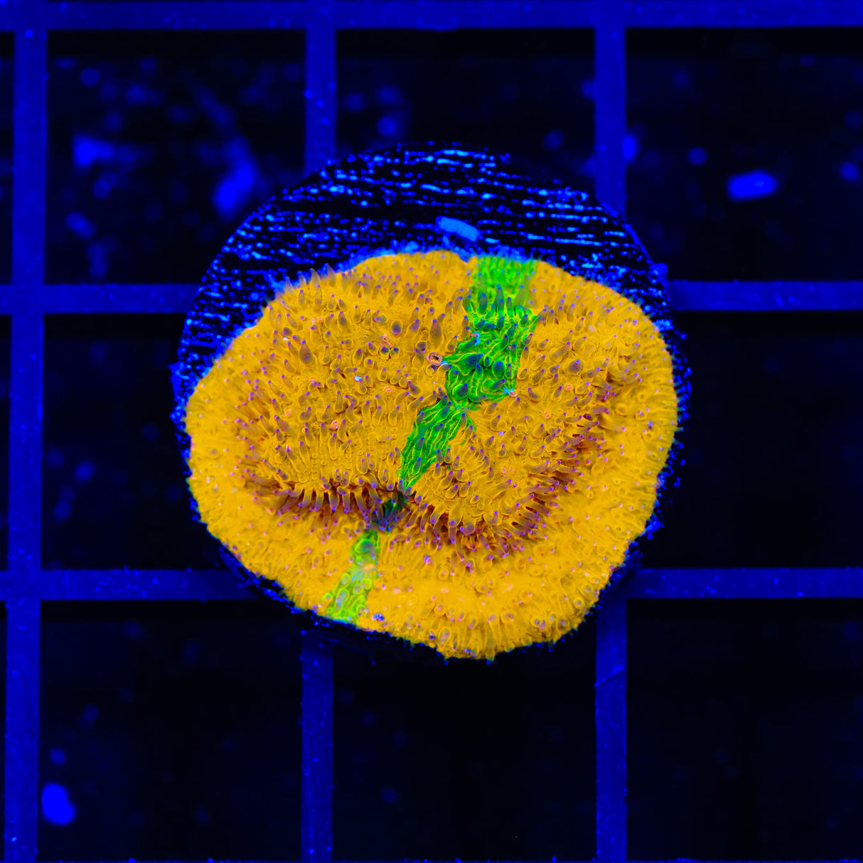 TSA Citrus Blast Grafted Lithophyllon Coral