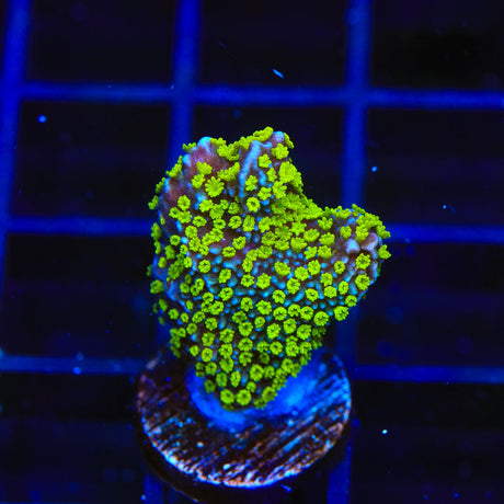 TSA Golden Eye Chalice Coral