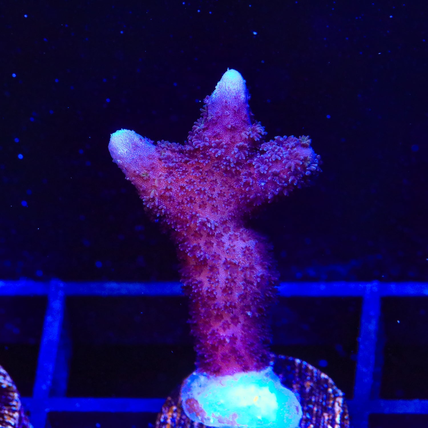 ORA German Blue Digitata Montipora Coral