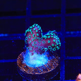 ORA Stellar Stylophora Coral