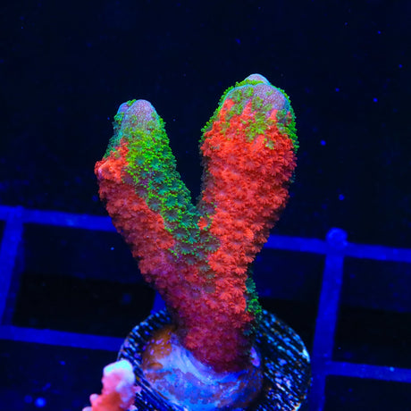 WWC Contraband Montipora Digitata Coral