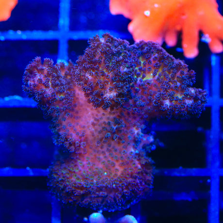 TSA Gold Pocillopora Coral