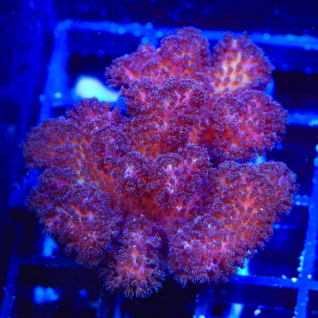 TSA Gold Pocillopora Coral