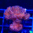 TSA Gold Pocillopora Coral