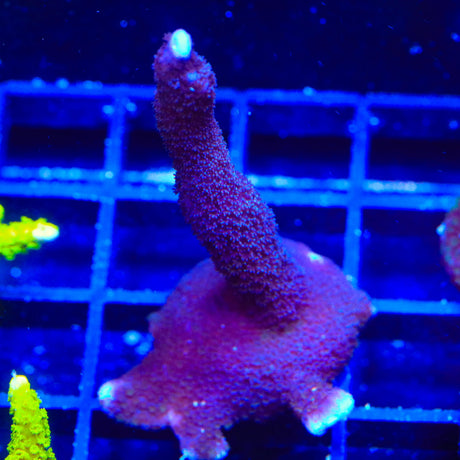 ORA German Blue Digitata Montipora Coral