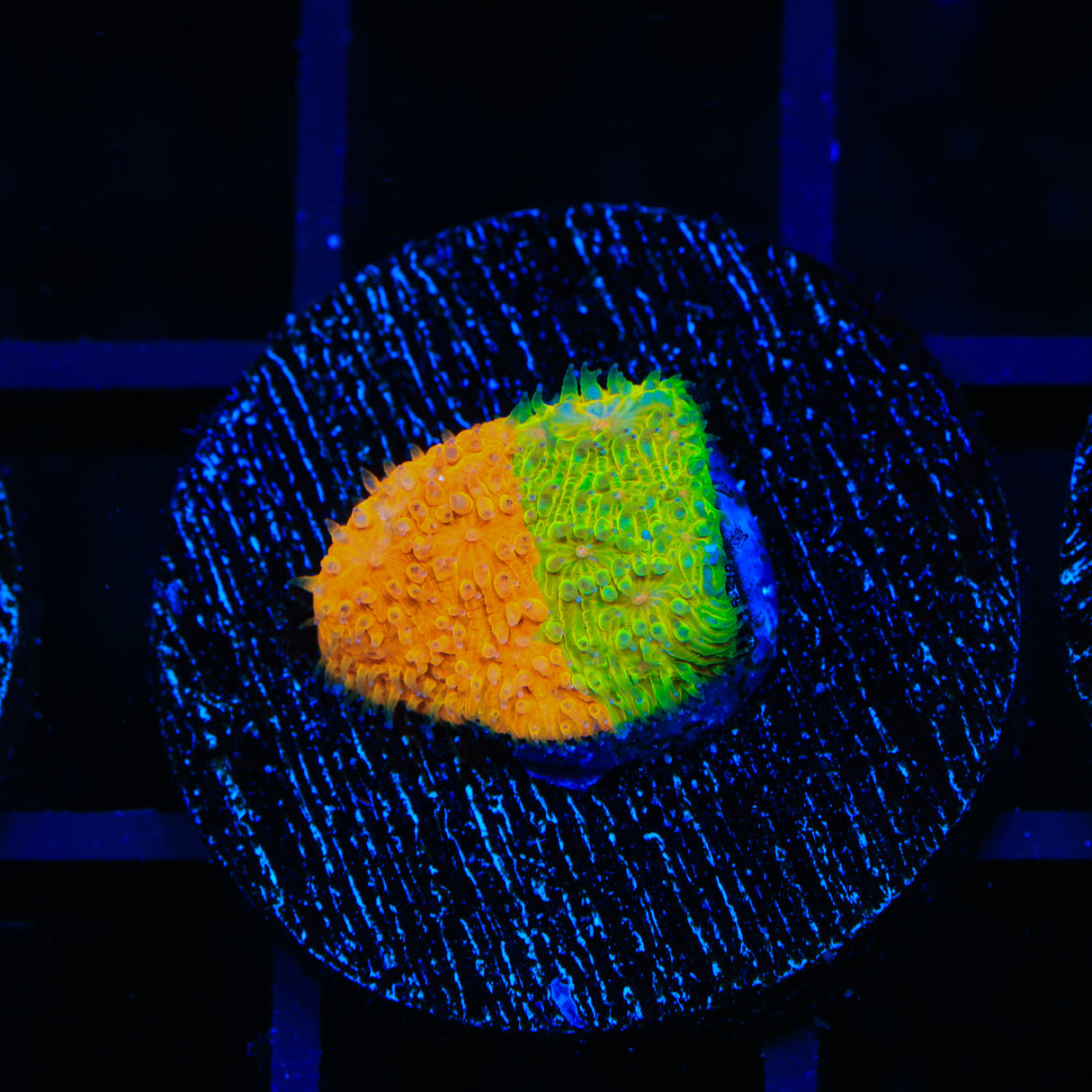 TSA Citrus Blast Grafted Lithophyllon Coral