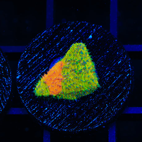 TSA Citrus Blast Grafted Lithophyllon Coral