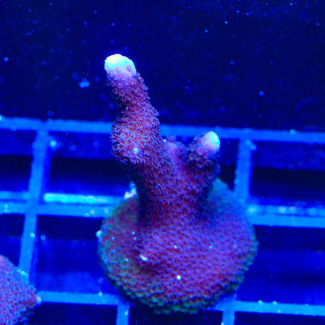 ORA German Blue Digitata Montipora Coral