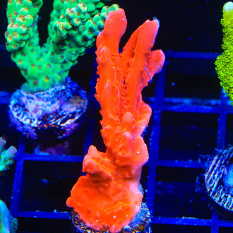 Red Setosa Montipora Coral