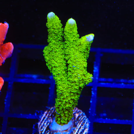 Neon Green Digitata Montipora Coral