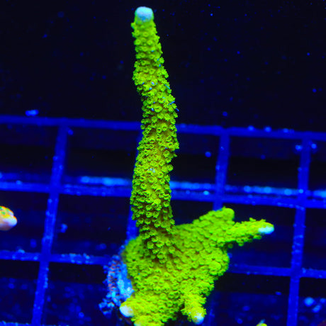 Neon Green Digitata Montipora Coral