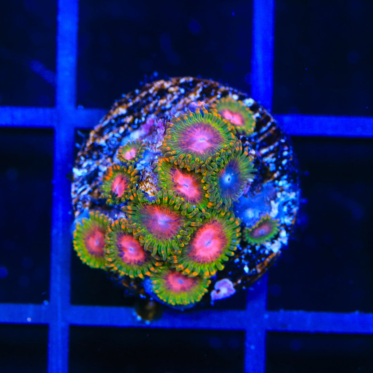 Awesome Blossom Zoanthids Coral