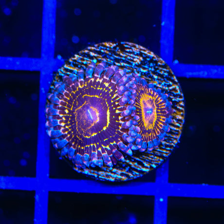 Stratosphere Zoanthids Coral