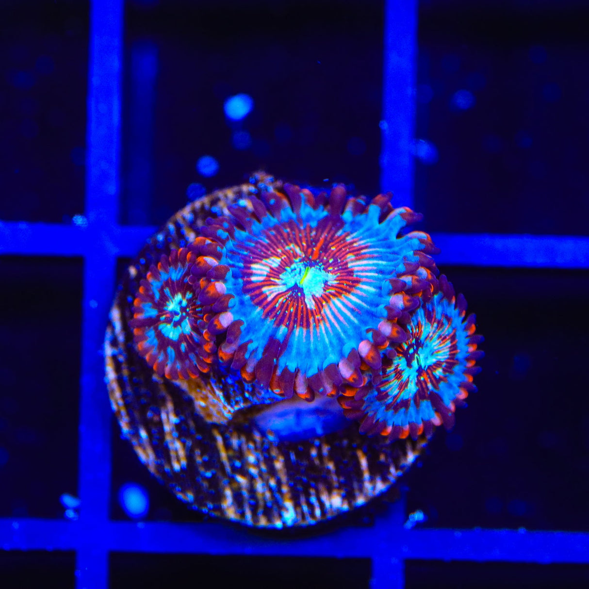 White Zombie Zoanthids Coral