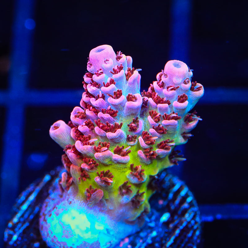 TSA Princess Peach Acropora Coral