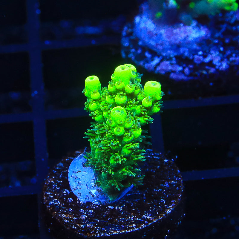 TSA Pineapple Juice Acropora Coral