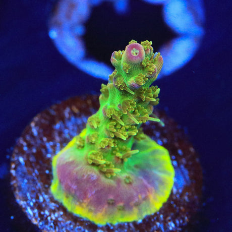 TSA Grape Ape Acropora Coral