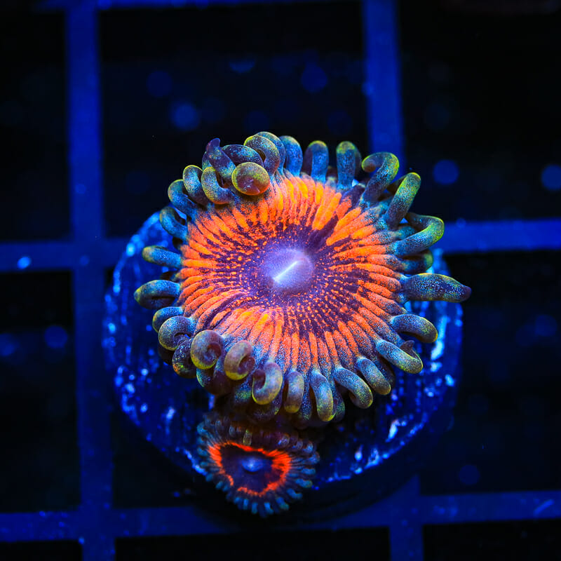 Armor of God Zoanthids Coral