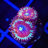 Salted Agaves Zoanthids Coral