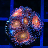 Mohawk Zoanthids Coral