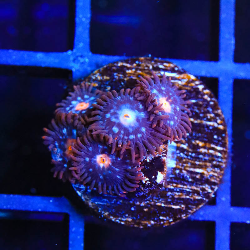 TSA Glow Pop Zoanthids Coral
