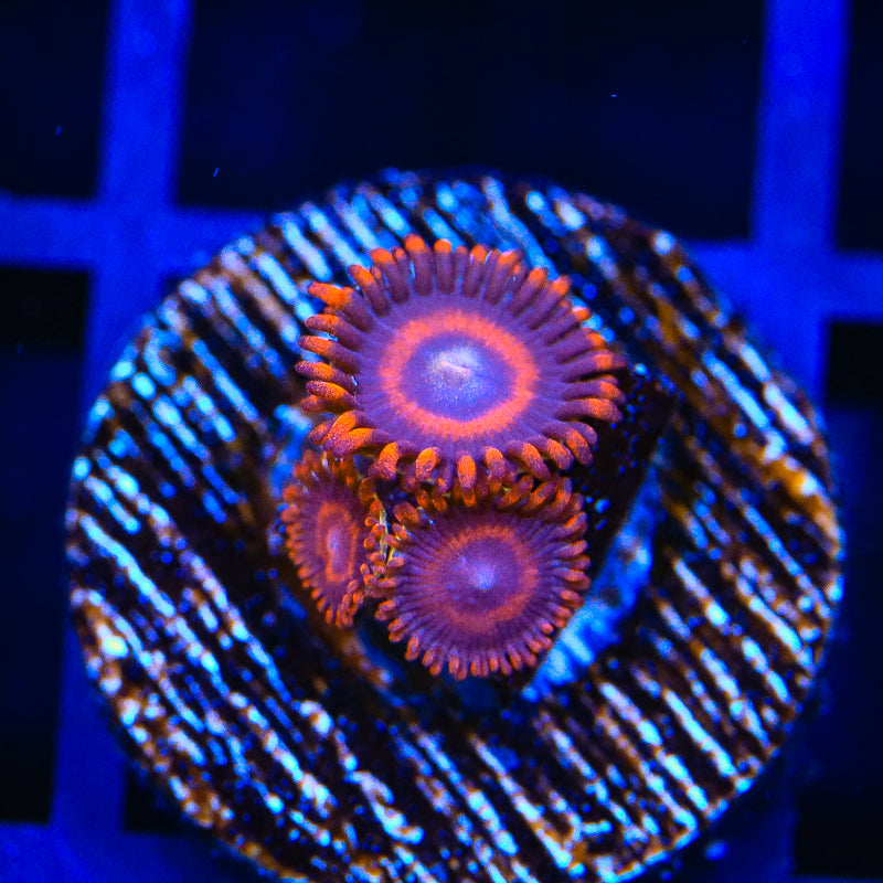 TSA Safecrackers Zoanthids Coral