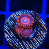 TSA Safecrackers Zoanthids Coral