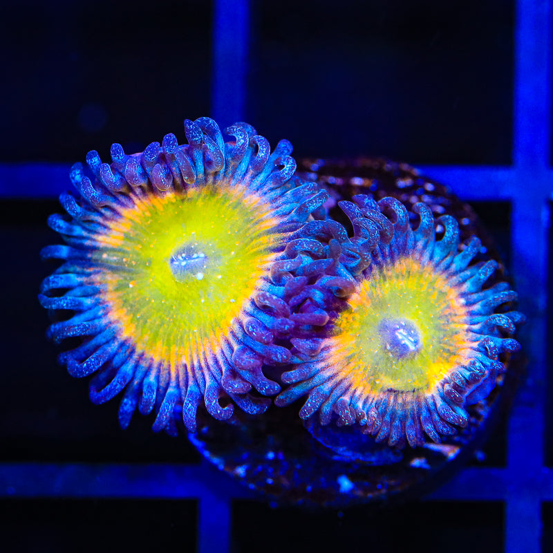 Rainbow Raptor Zoanthids Coral