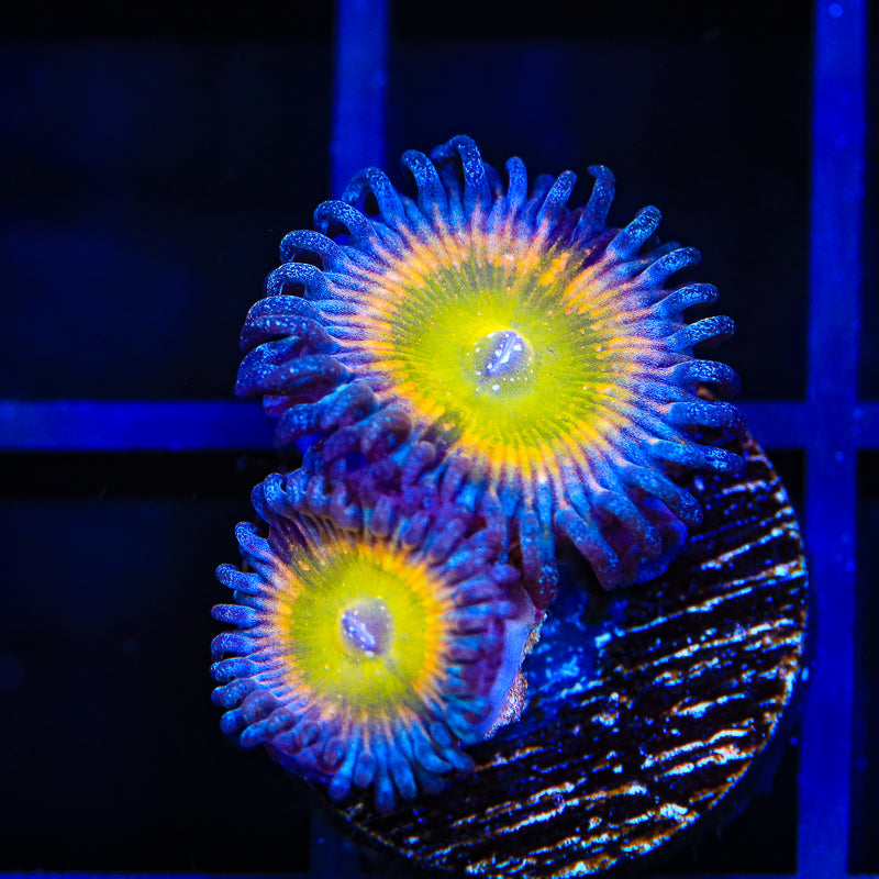 Rainbow Raptor Zoanthids Coral