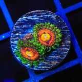 Rainbow Incinerator Zoanthids Coral