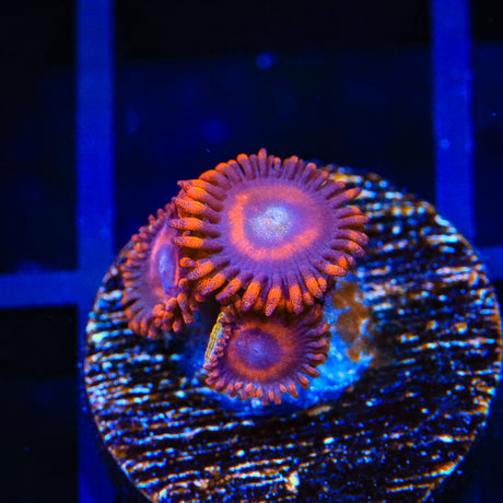 Safecracker Zoanthids Coral