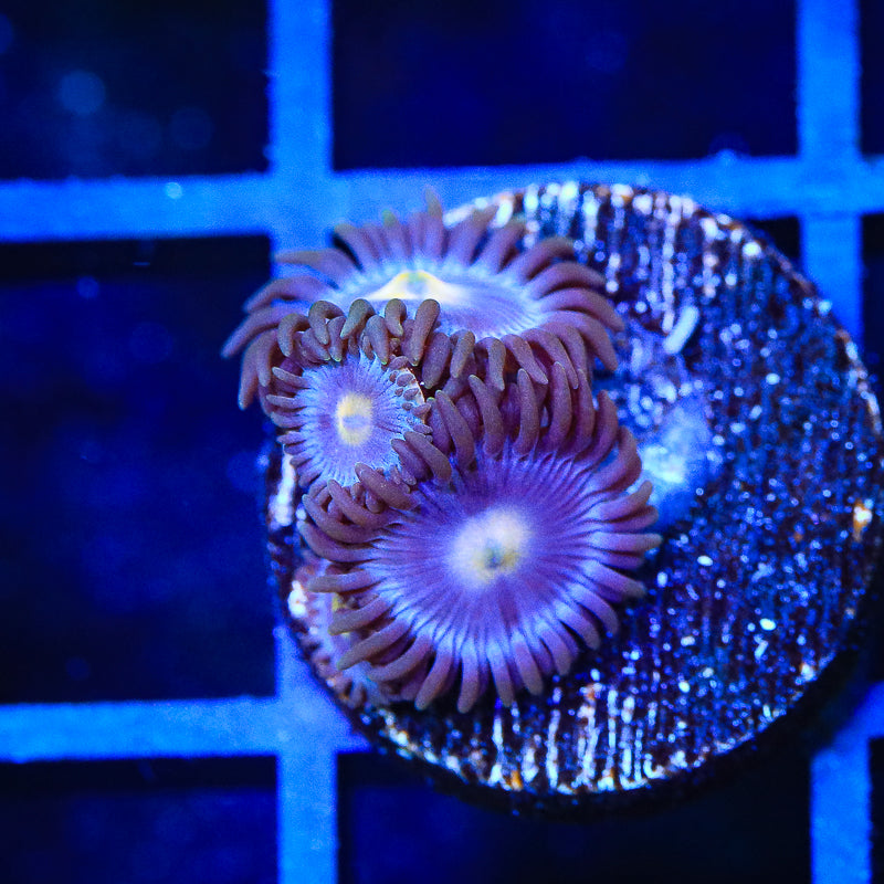 TSA Blueberry Zoanthid Coral