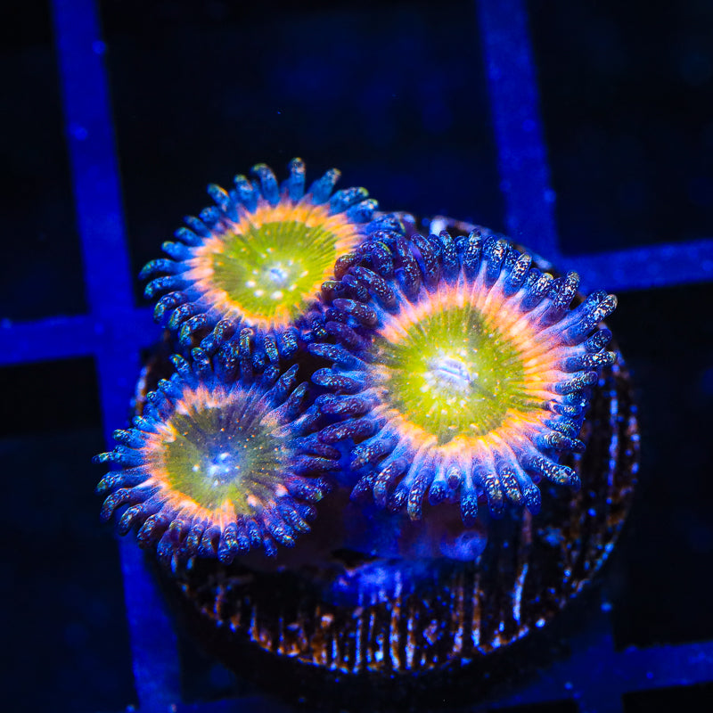 Rainbow Raptor Zoanthids Coral