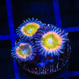 Rainbow Raptor Zoanthids Coral