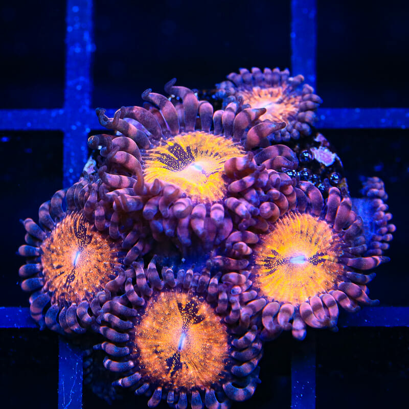 WWC Pandoras Zoanthids Coral