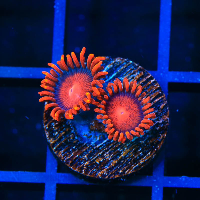 Bam Bam Zoanthid Coral - Top Shelf Aquatics