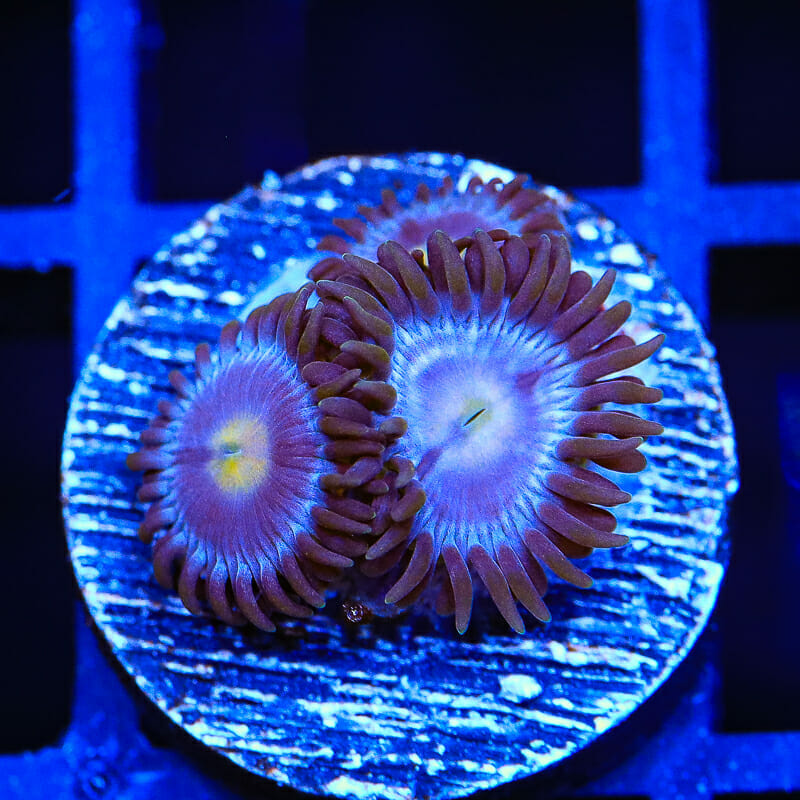 TSA Blueberry Zoanthid Coral