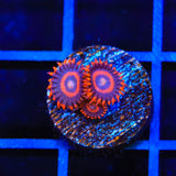 Safecracker Zoanthids Coral