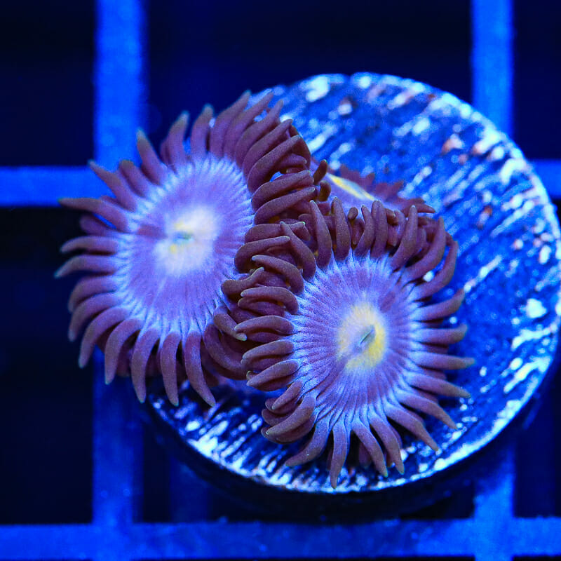 TSA Blueberry Zoanthid Coral