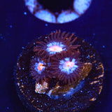 Glow Pop Zoanthid Coral - Top Shelf Aquatics
