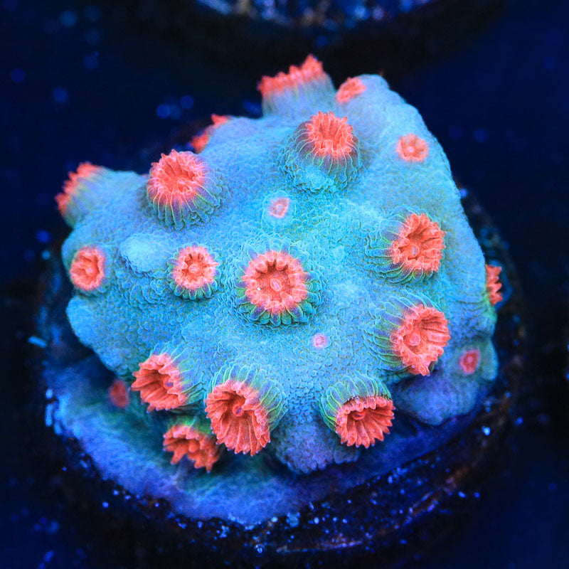 Meteor Shower Cyphastrea Coral - Top Shelf Aquatics