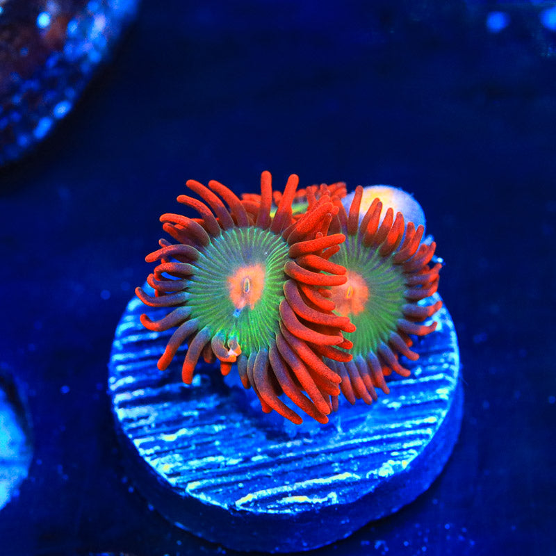 Gatorade Zoanthid Coral