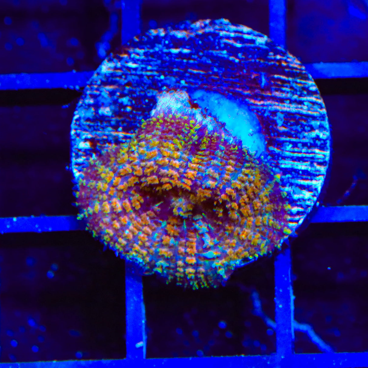 TSA Mardi Gras Bounce Mushroom Coral