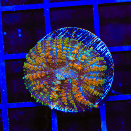 TSA Mardi Gras Bounce Mushroom Coral