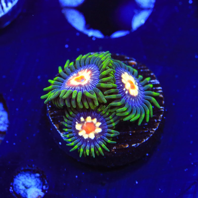 JF Daisy Cutter Zoanthid Coral - Top Shelf Aquatics