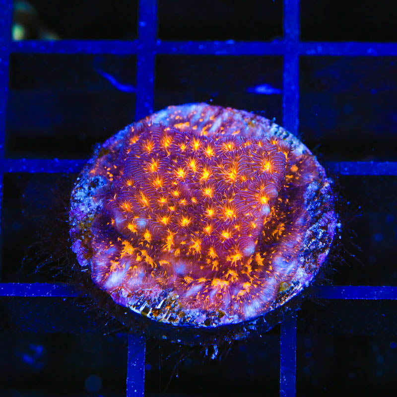 TSA Lava Field Leptoseris Coral
