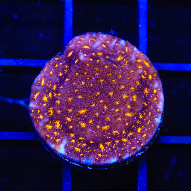 TSA Lava Field Leptoseris Coral