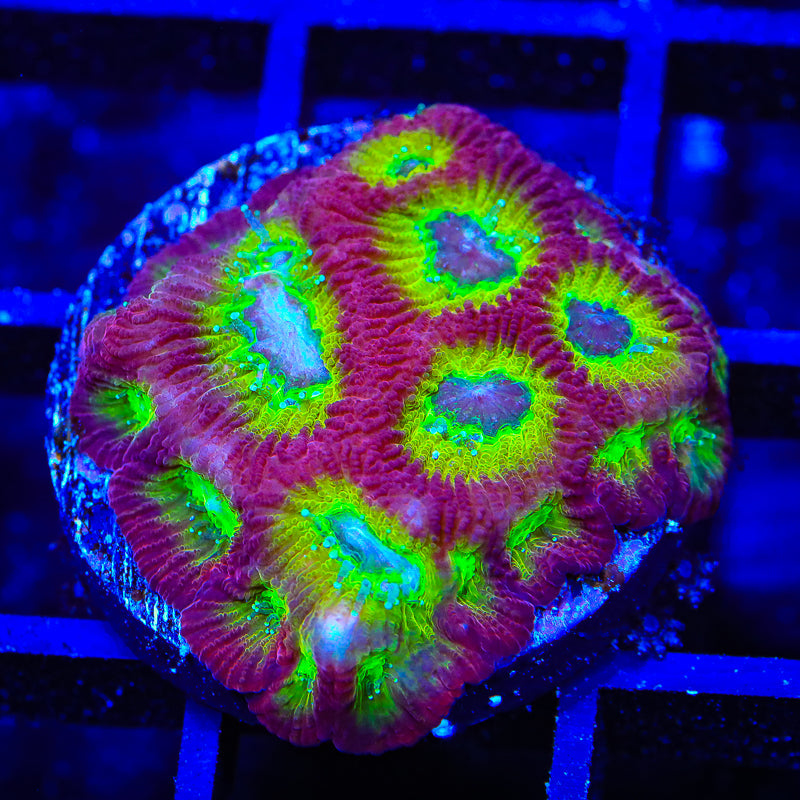 RR Spicy Lemon Favia Coral