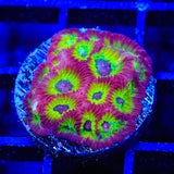 RR Spicy Lemon Favia Coral - Top Shelf Aquatics